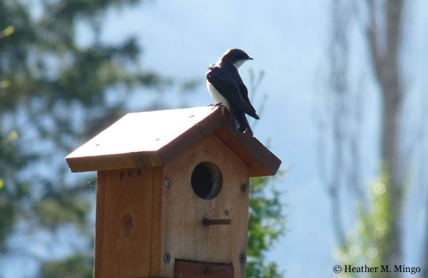Swallow Bird House Plans