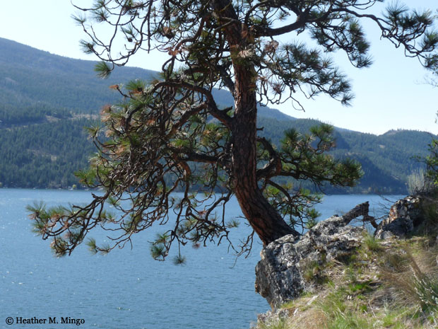 Ponderosa pine growing at cliff's edge